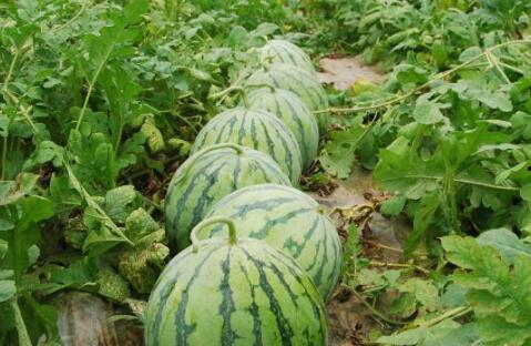 秋瓜腐烂还可以吃吗视频,安全食用指南揭秘