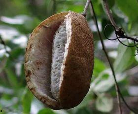 手术后吃八月瓜好吗视频,八月瓜助力健康饮食新选择