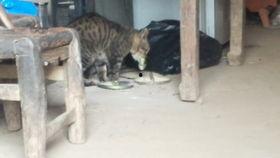黄瓜猫吃瓜视频,萌态十足，带你领略猫咪的趣味生活