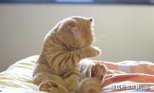 小猫吃瓜吵架视频大全播放,小猫吃瓜视频大盘点