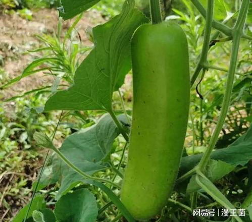 瓠子瓜可以焯着吃吗视频,美味营养两不误